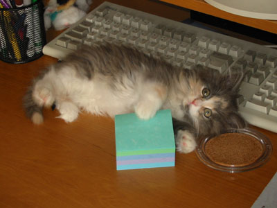 le chat  qui parle